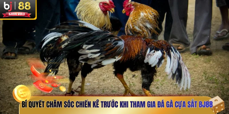 Bí quyết chăm sóc chiến kê trước khi tham gia đá gà cựa sắt BJ88