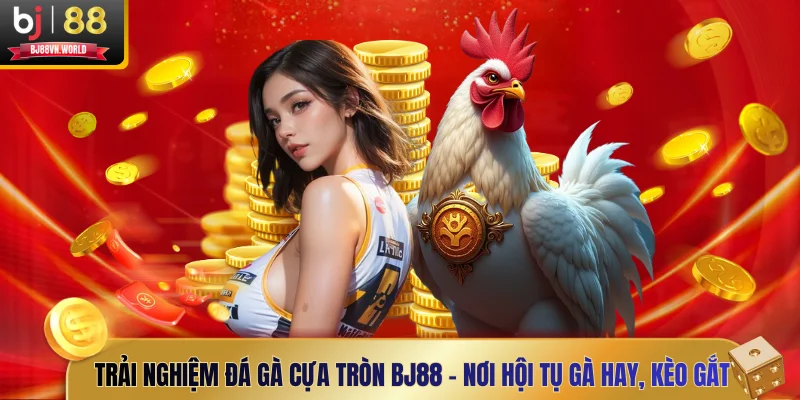 đá gà cựa tròn BJ88