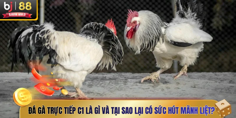 Đá gà trực tiếp C1 là gì và tại sao lại có sức hút mãnh liệt?