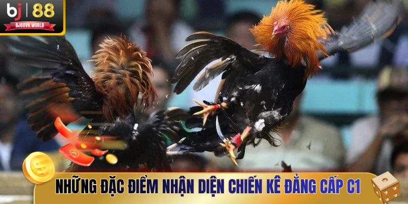 Những đặc điểm nhận diện chiến kê đẳng cấp C1