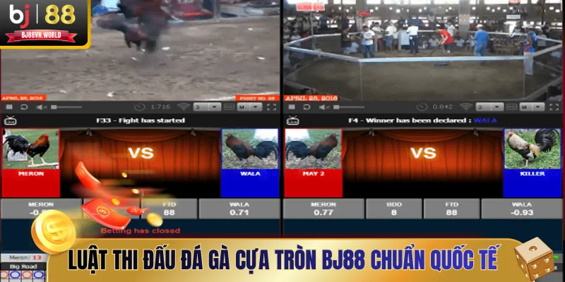 Luật thi đấu đá gà cựa tròn BJ88 chuẩn quốc tế