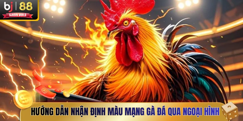 Hướng dẫn nhận định màu mạng gà đá qua ngoại hình