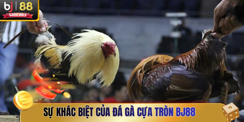 Sự khác biệt của đá gà cựa tròn BJ88